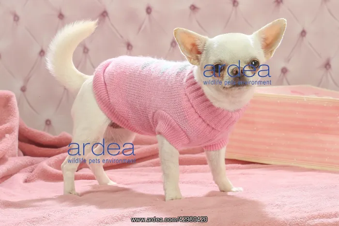 : Chihuahua dog indoors wearing a jumper : Chihuahua dog indoors wearing a jumper
