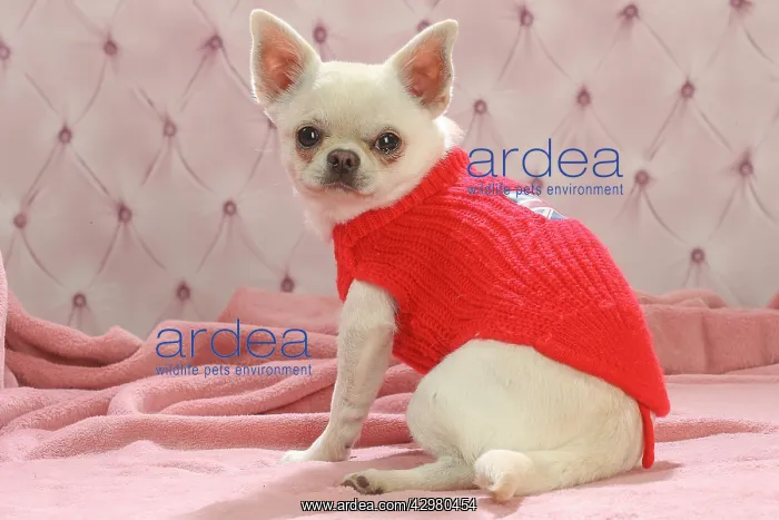 : Chihuahua dog indoors wearing a jumper : Chihuahua dog indoors wearing a jumper