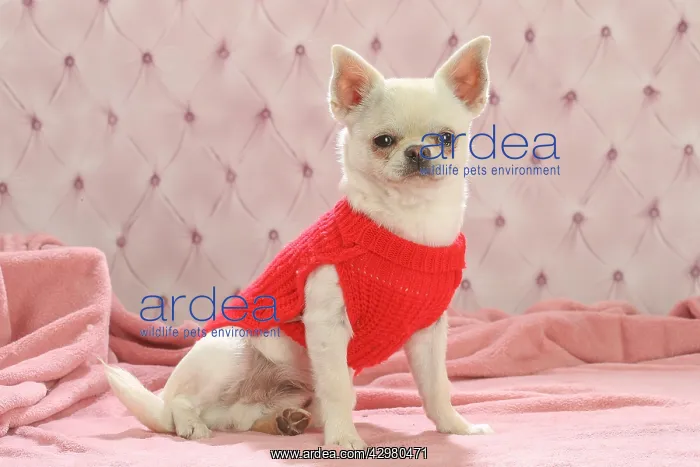 : Chihuahua dog indoors wearing a jumper : Chihuahua dog indoors wearing a jumper
