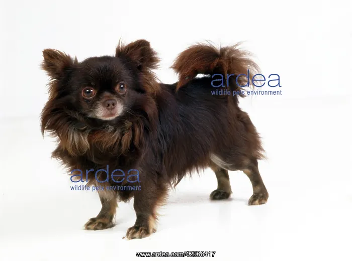 : CHIHUAHUA DOG - LONGHAIRED : CHIHUAHUA DOG - LONGHAIRED