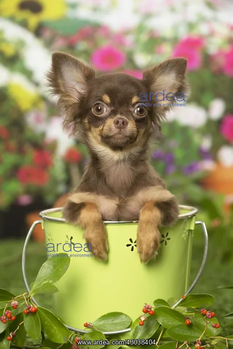 : Chihuahua dog outdoors in the garden : Chihuahua dog outdoors in the garden