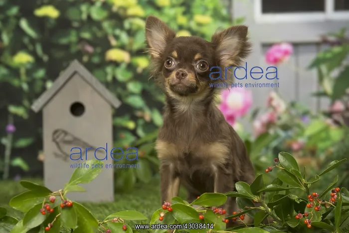 : Chihuahua dog outdoors in the garden : Chihuahua dog outdoors in the garden