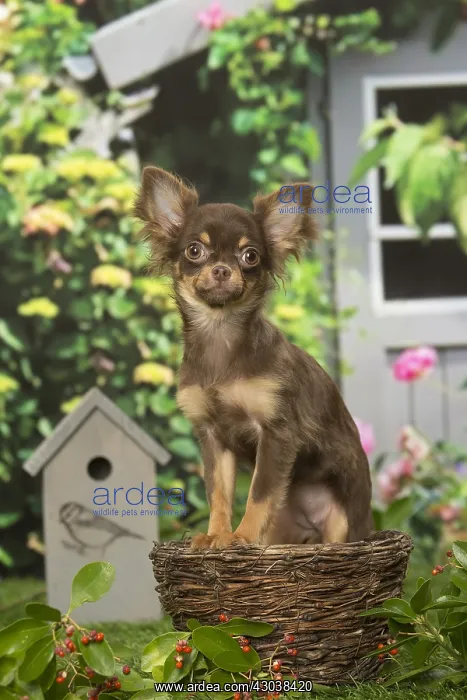 : Chihuahua dog outdoors in the garden : Chihuahua dog outdoors in the garden