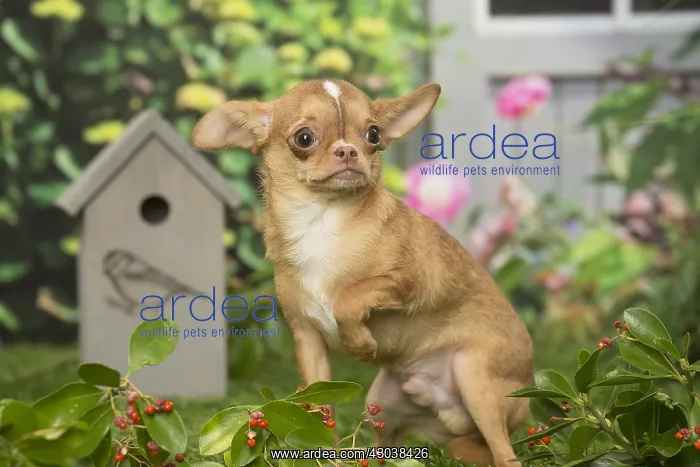 : Chihuahua dog outdoors in the garden : Chihuahua dog outdoors in the garden