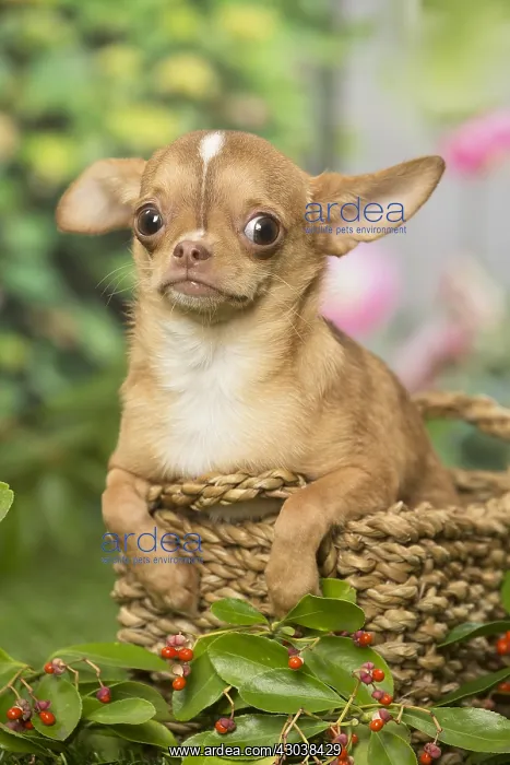 : Chihuahua dog outdoors in the garden : Chihuahua dog outdoors in the garden