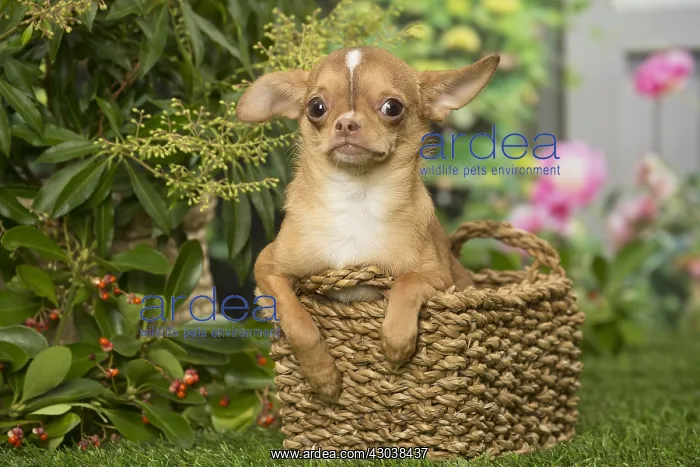 : Chihuahua dog outdoors in the garden : Chihuahua dog outdoors in the garden