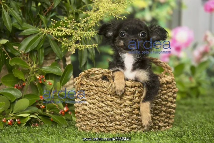 : Chihuahua dog outdoors in the garden : Chihuahua dog outdoors in the garden