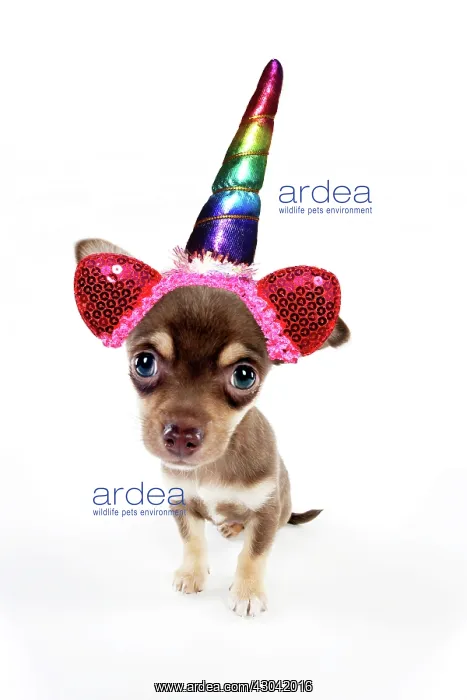 : Chihuahua Dog, puppy sitting, wearing a rainbow unicorn horn : Chihuahua Dog, puppy sitting, wearing a rainbow unicorn horn