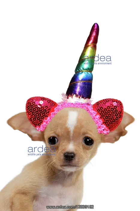: Chihuahua Dog, puppy wearing rainbow coloured unicorn horn : Chihuahua Dog, puppy wearing rainbow coloured unicorn horn