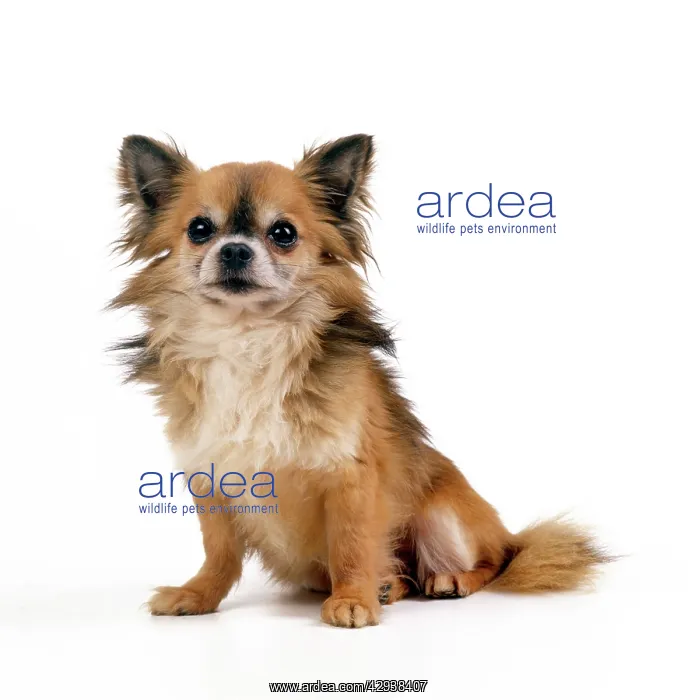 : CHIHUAHUA DOG - SITS : CHIHUAHUA DOG - SITS