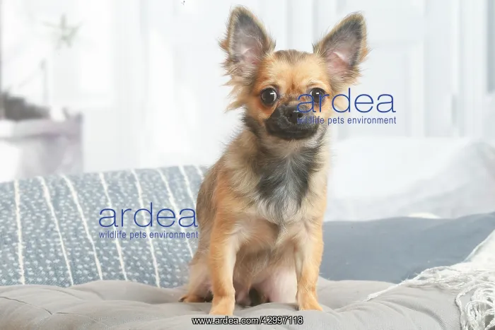 : Chihuahua dog sitting indoors in the living room : Chihuahua dog sitting indoors in the living room