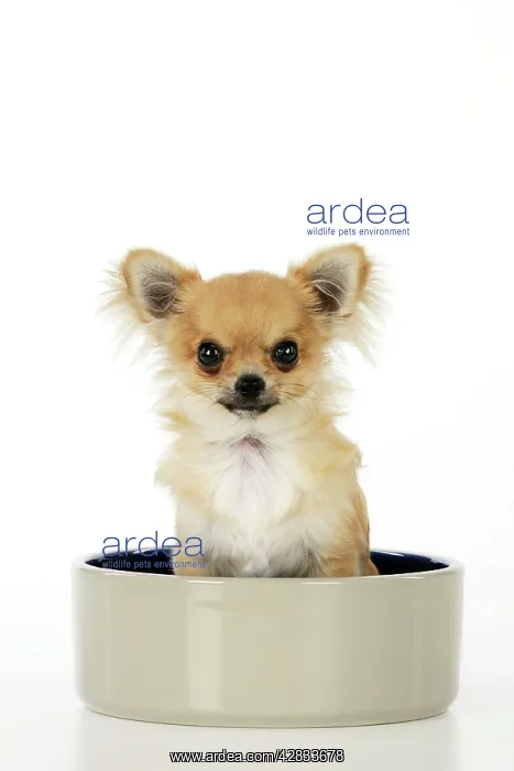 : Chihuahua Dog - sitting in large dog bowl : Chihuahua Dog - sitting in large dog bowl