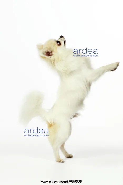  : Chihuahua Dog - standing up on back legs