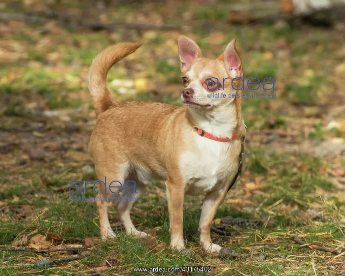 : Chihuahua dog standing outside in the nature in : Chihuahua dog standing outside in the nature in