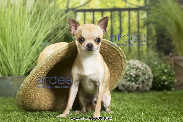 : Chihuahua Dog with straw hat : Chihuahua Dog with straw hat