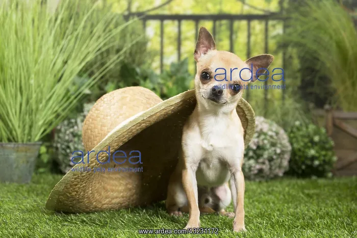 : Chihuahua Dog with straw hat : Chihuahua Dog with straw hat