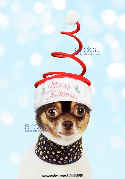 : Chihuahua Dog, wearing large studded collar and : Chihuahua Dog, wearing large studded collar and