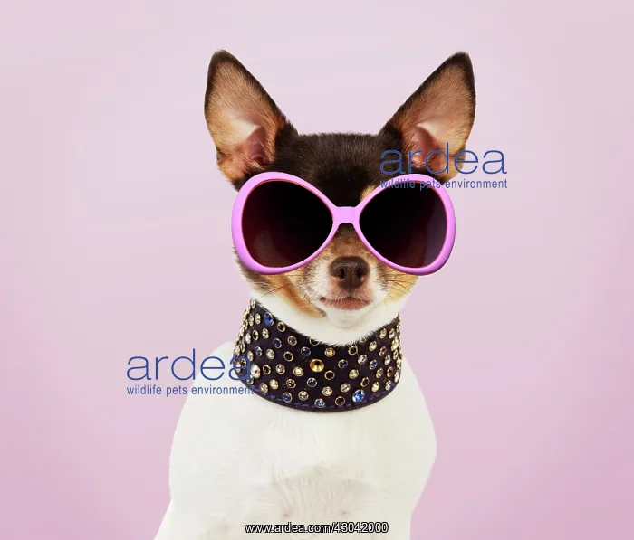  : Chihuahua Dog, wearing large studded collar and sunglasses