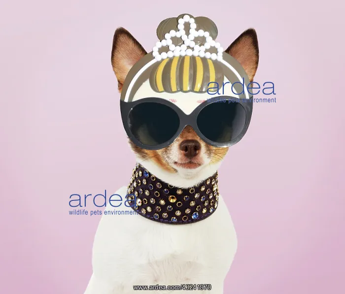 : Chihuahua Dog, wearing large studded collar and sunglasses : Chihuahua Dog, wearing large studded collar and sunglasses
