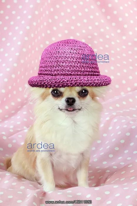 : Chihuahua Dog wearing pink straw hat : Chihuahua Dog wearing pink straw hat