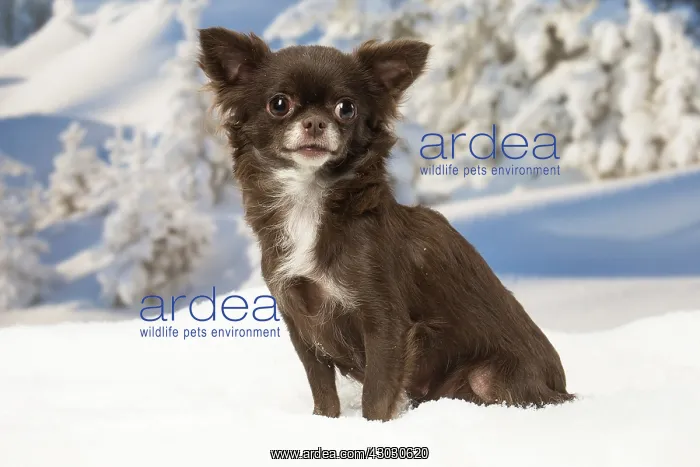 : Chihuahua dog in the winter snow : Chihuahua dog in the winter snow