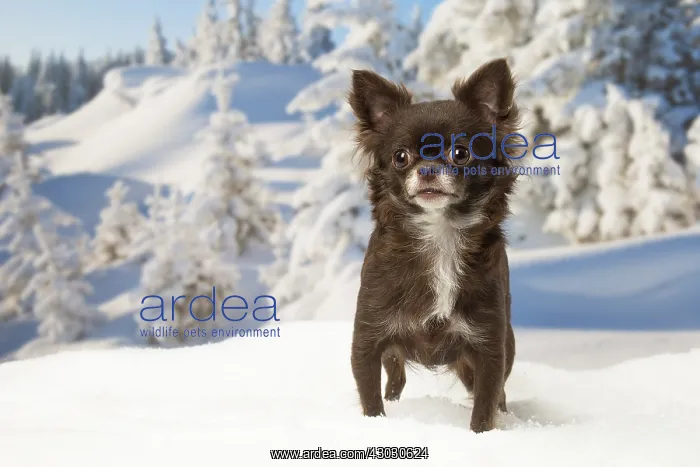 : Chihuahua dog in the winter snow : Chihuahua dog in the winter snow