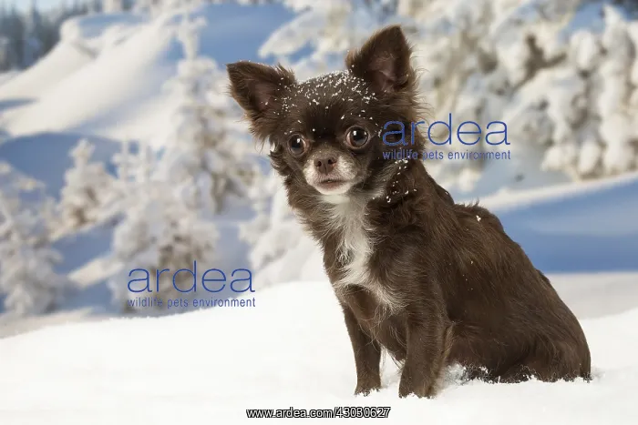 : Chihuahua dog in the winter snow : Chihuahua dog in the winter snow