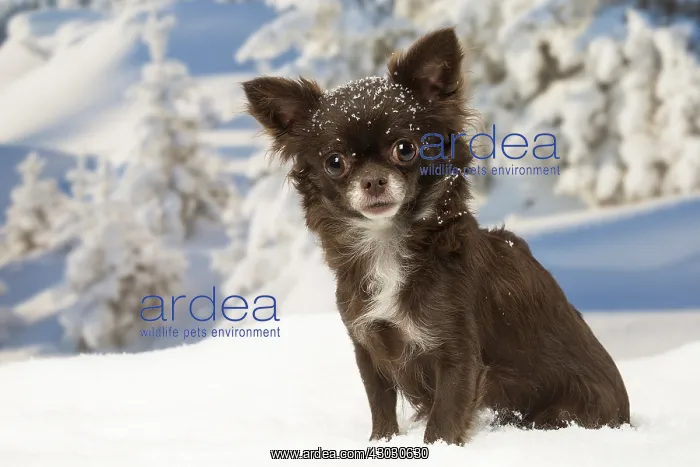 : Chihuahua dog in the winter snow : Chihuahua dog in the winter snow