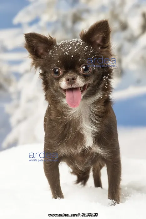 : Chihuahua dog in the winter snow : Chihuahua dog in the winter snow