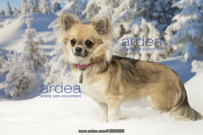 : Chihuahua dog in the winter snow : Chihuahua dog in the winter snow