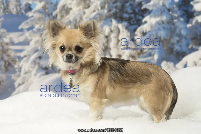 : Chihuahua dog in the winter snow : Chihuahua dog in the winter snow