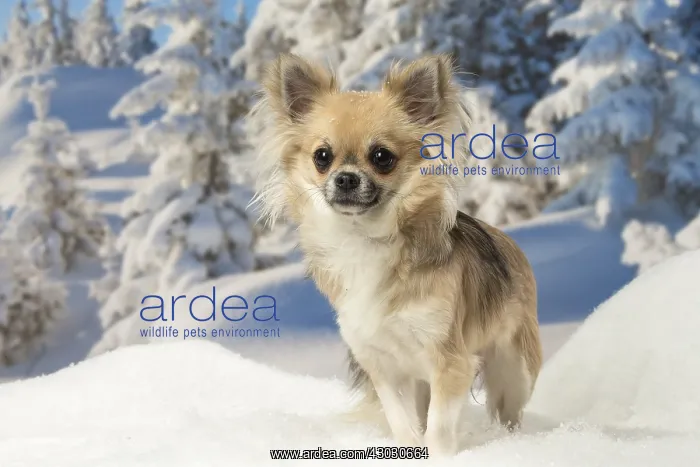 : Chihuahua dog in the winter snow : Chihuahua dog in the winter snow