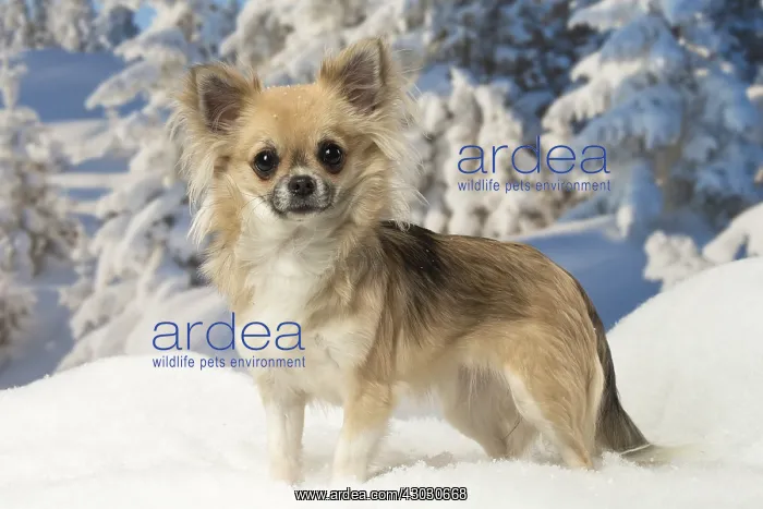 : Chihuahua dog in the winter snow : Chihuahua dog in the winter snow
