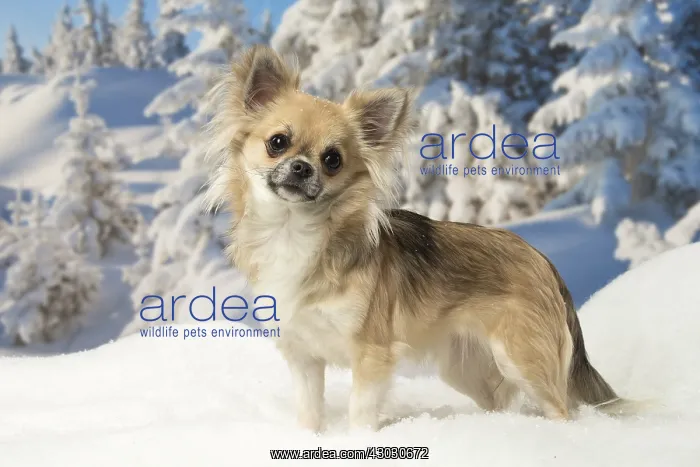 : Chihuahua dog in the winter snow : Chihuahua dog in the winter snow