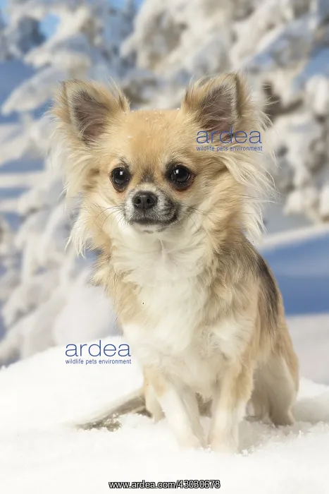  : Chihuahua dog in the winter snow