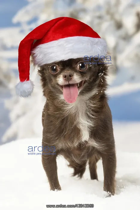 : Chihuahua dog in the winter snow wearing Christmas : Chihuahua dog in the winter snow wearing Christmas