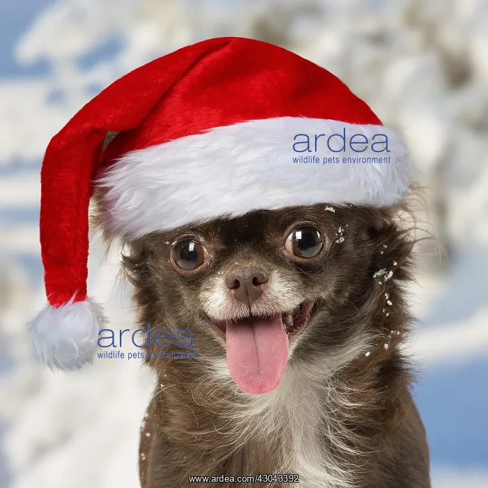 : Chihuahua dog in the winter snow wearing Christmas : Chihuahua dog in the winter snow wearing Christmas