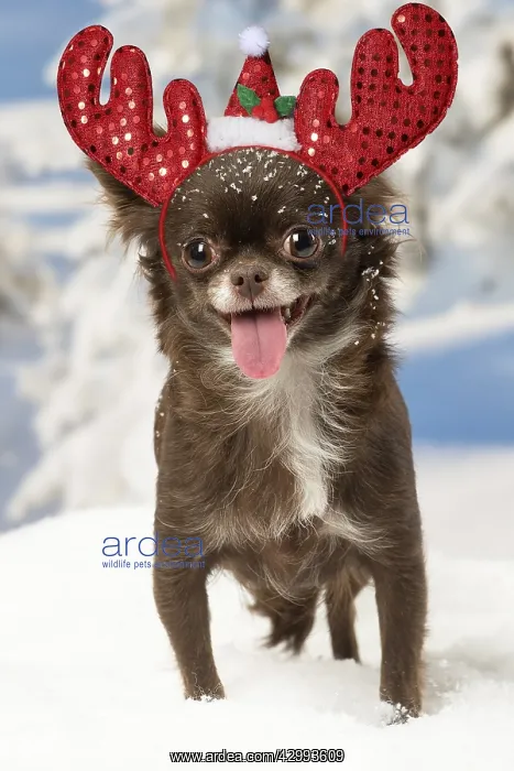 : Chihuahua dog in the winter snow wearing Christmas antlers : Chihuahua dog in the winter snow wearing Christmas antlers