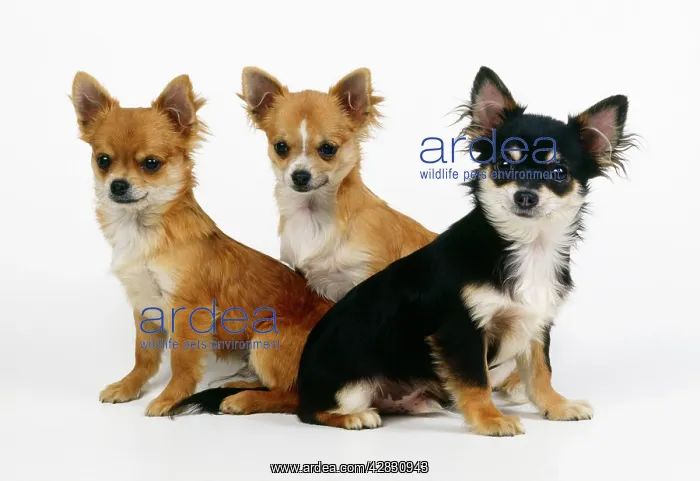 : Chihuahua Dog - x3 : Chihuahua Dog - x3