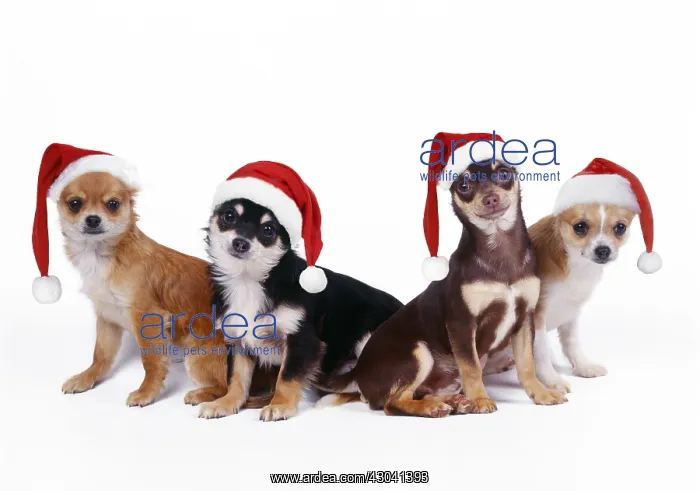  : Chihuahua Dogs in Christmas hats