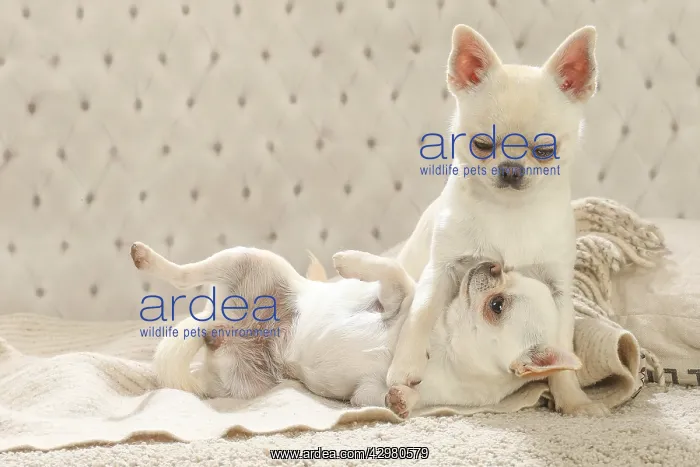 : Chihuahua dogs indoors : Chihuahua dogs indoors