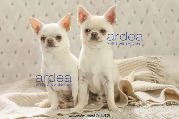 : Chihuahua dogs indoors : Chihuahua dogs indoors
