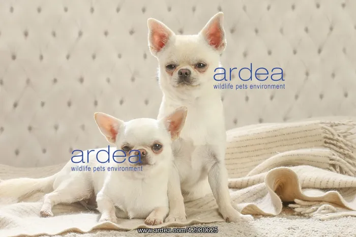 : Chihuahua dogs indoors : Chihuahua dogs indoors