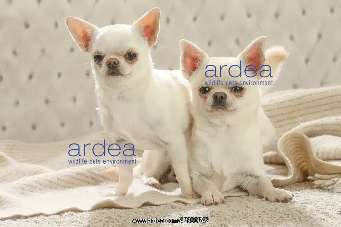 : Chihuahua dogs indoors : Chihuahua dogs indoors