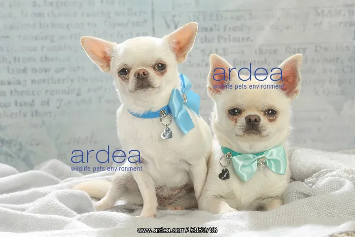 : Chihuahua dogs indoors : Chihuahua dogs indoors