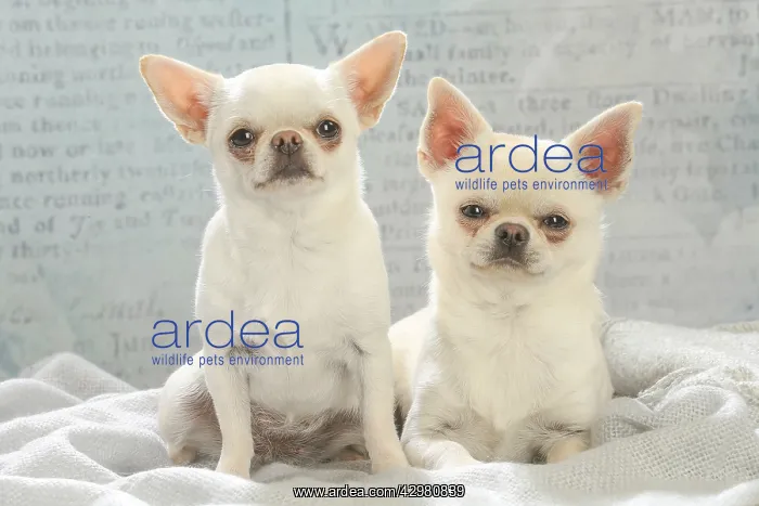 : Chihuahua dogs indoors : Chihuahua dogs indoors