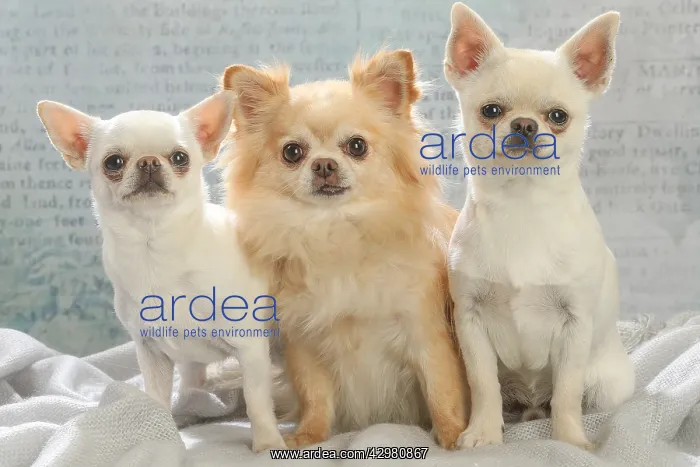 : Chihuahua dogs indoors : Chihuahua dogs indoors