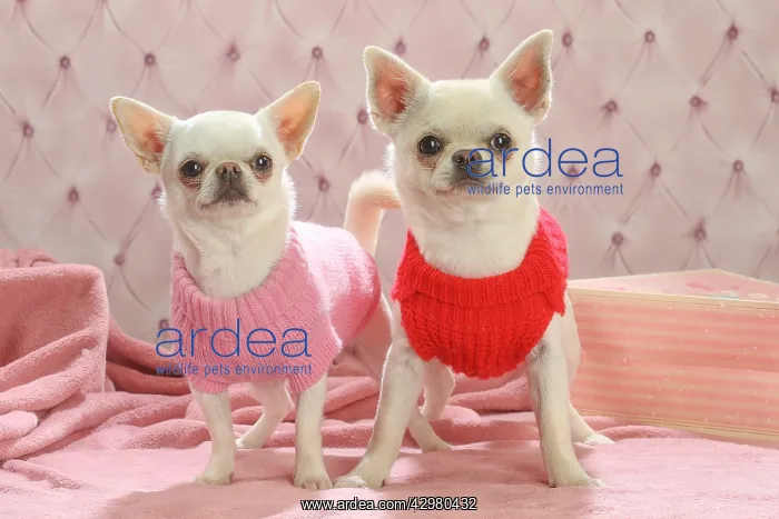 : Chihuahua dogs indoors wearing a jumper : Chihuahua dogs indoors wearing a jumper