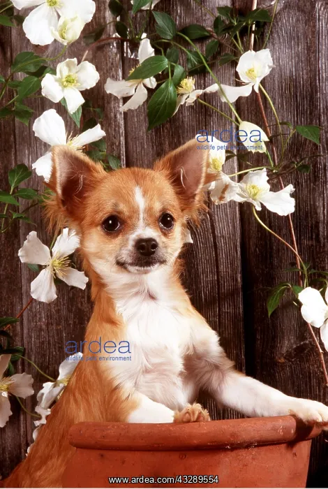 : CHIHUAHUA - in flowerpot : CHIHUAHUA - in flowerpot
