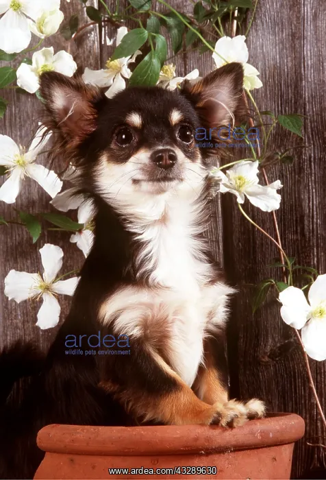 : CHIHUAHUA - in flowerpot : CHIHUAHUA - in flowerpot